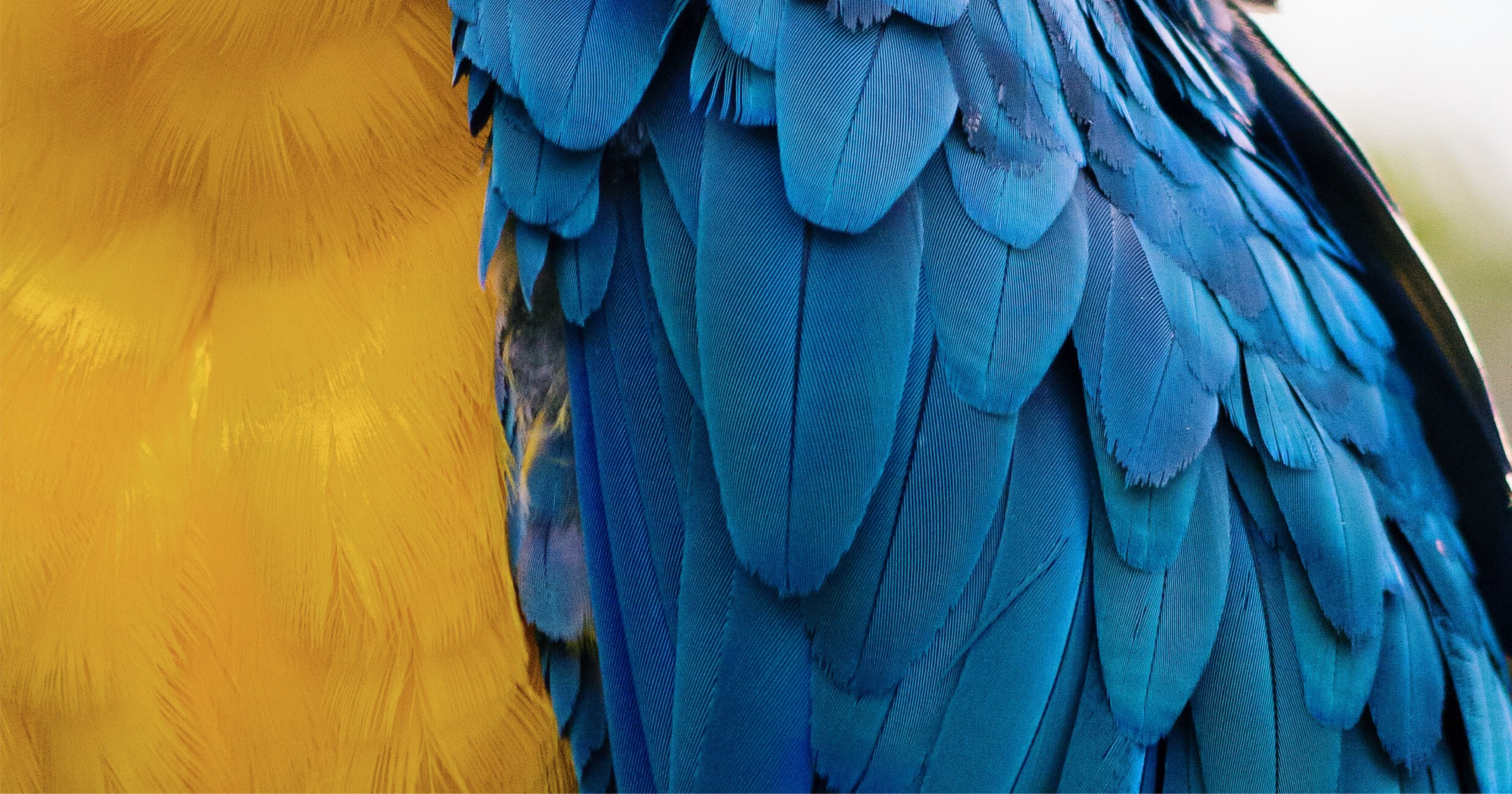 Importancia de las plumas de las aves Metazoo