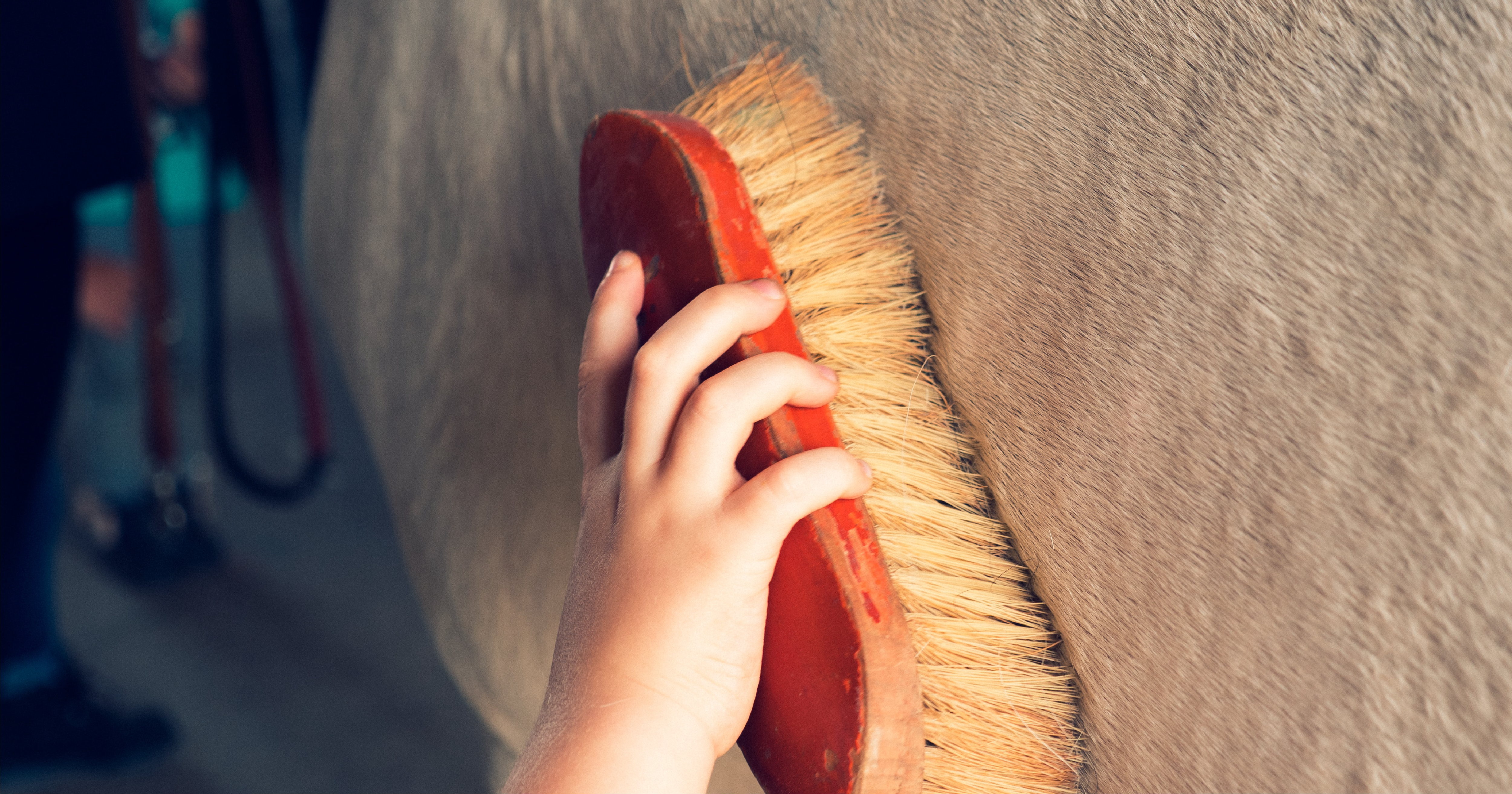 Cuidados diarios para tu caballo